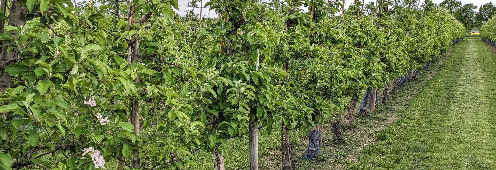 Apfelbaumplantage mit Blüte.