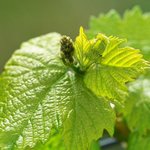 Fruchtaustrieb Wein Weinblatt mit Ansatz der Frucht im Detail