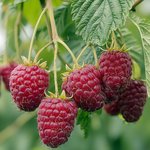 Himbeeren Reife Himbeeren am Strauch