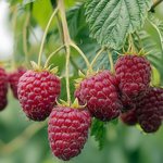 Reife Himbeeren am Strauch
