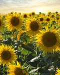 Feld voller blühender, gelber Sonnenblumen