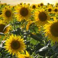 Feld voller blühender, gelber Sonnenblumen