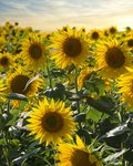 Feld voller blühender, gelber Sonnenblumen