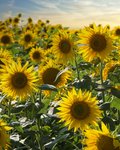 Feld voller blühender, gelber Sonnenblumen