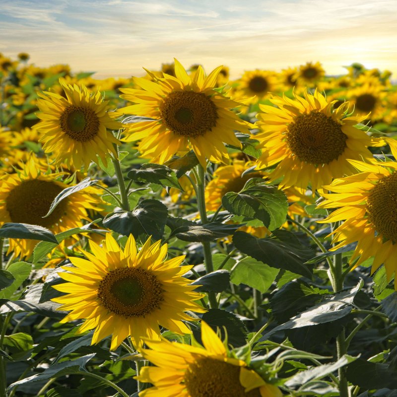 Feld voller blühender, gelber Sonnenblumen