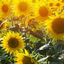 Feld voller blühender, gelber Sonnenblumen