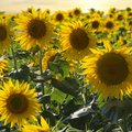 Feld voller blühender, gelber Sonnenblumen