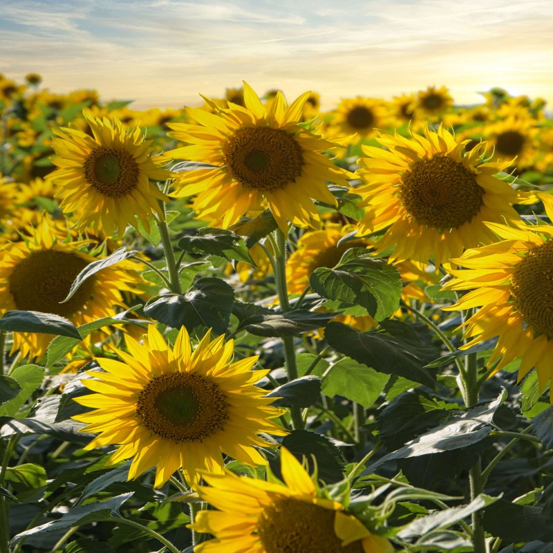 Feld voller blühender, gelber Sonnenblumen