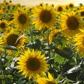 Feld voller blühender, gelber Sonnenblumen