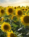Feld voller blühender, gelber Sonnenblumen