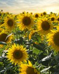 Feld voller blühender, gelber Sonnenblumen