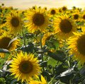 Feld voller blühender, gelber Sonnenblumen