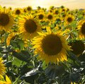 Feld voller blühender, gelber Sonnenblumen