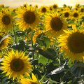 Feld voller blühender, gelber Sonnenblumen