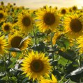 Feld voller blühender, gelber Sonnenblumen