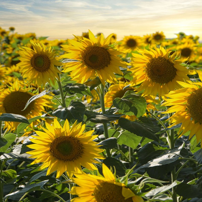 Feld voller blühender, gelber Sonnenblumen