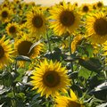 Feld voller blühender, gelber Sonnenblumen
