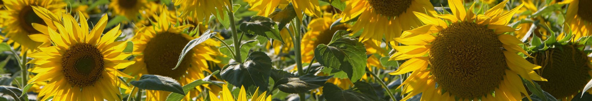 Feld voller blühender, gelber Sonnenblumen