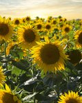 Feld voller blühender, gelber Sonnenblumen