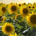 Feld voller blühender, gelber Sonnenblumen