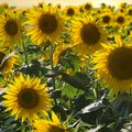 Feld voller blühender, gelber Sonnenblumen