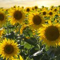 Feld voller blühender, gelber Sonnenblumen