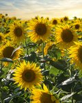 Feld voller blühender, gelber Sonnenblumen