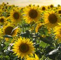 Feld voller blühender, gelber Sonnenblumen