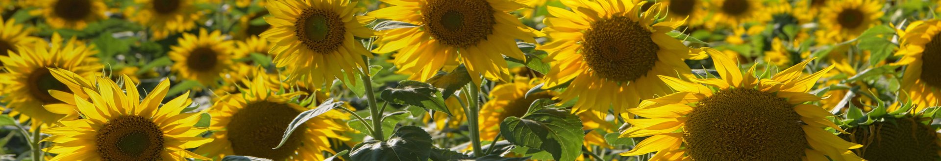 Feld voller blühender, gelber Sonnenblumen