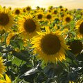 Feld voller blühender, gelber Sonnenblumen