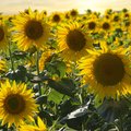 Feld voller blühender, gelber Sonnenblumen
