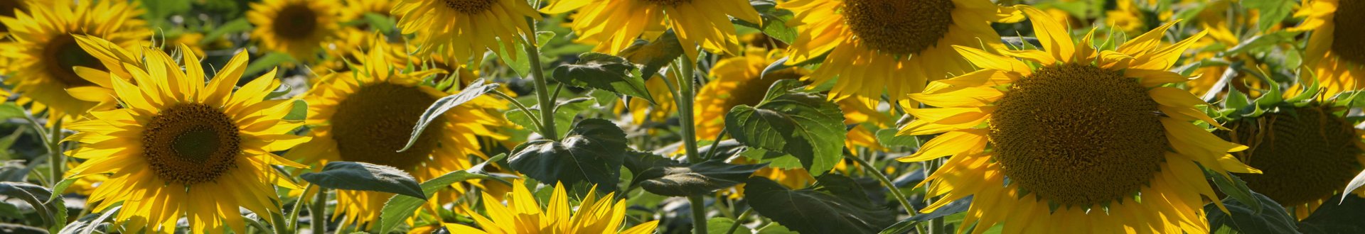 Feld voller blühender, gelber Sonnenblumen