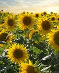 Feld voller blühender, gelber Sonnenblumen