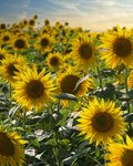 Feld voller blühender, gelber Sonnenblumen