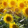 Feld voller blühender, gelber Sonnenblumen