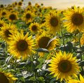 Feld voller blühender, gelber Sonnenblumen