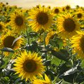 Feld voller bl&uuml;hender, gelber Sonnenblumen