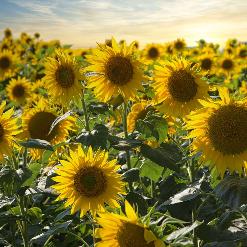 Feld voller blühender, gelber Sonnenblumen