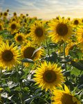 Feld voller blühender, gelber Sonnenblumen
