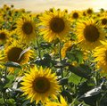 Feld voller blühender, gelber Sonnenblumen