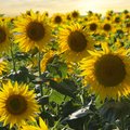 Feld voller blühender, gelber Sonnenblumen