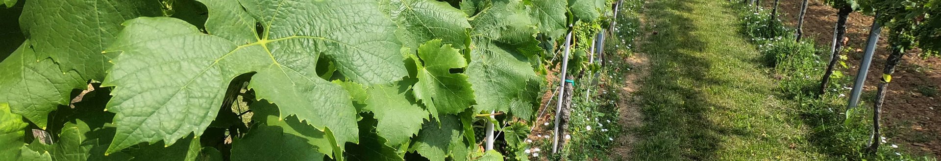 Detailaufnahme von Weinblättern in einer Zeile im Weinberg
