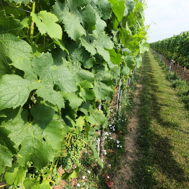 Detailaufnahme von Weinblättern in einer Zeile im Weinberg