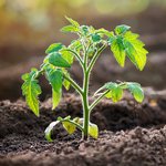 Junge Tomatenpflanzen in frischer Erde in einem Gewächshaus.