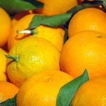 Nahaufnahme von vielen reifen Orangen