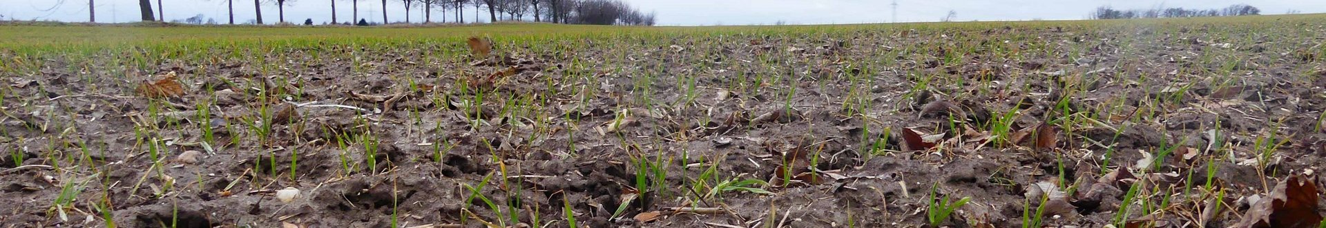 Feld mit nassem Boden und nur kleinen Getreidepflanzen