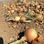 Geerntete Zwiebeln liegn auf einem Feld bereit.