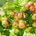 Pomicultură - Fructe semințoase Ast mit vielen roten Äpfeln