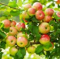 Kultur Obstbau – Kernobst – Apfelbaum Ast mit vielen roten Äpfeln