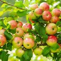 Kultur Obstbau – Kernobst – Apfelbaum Ast mit vielen roten Äpfeln